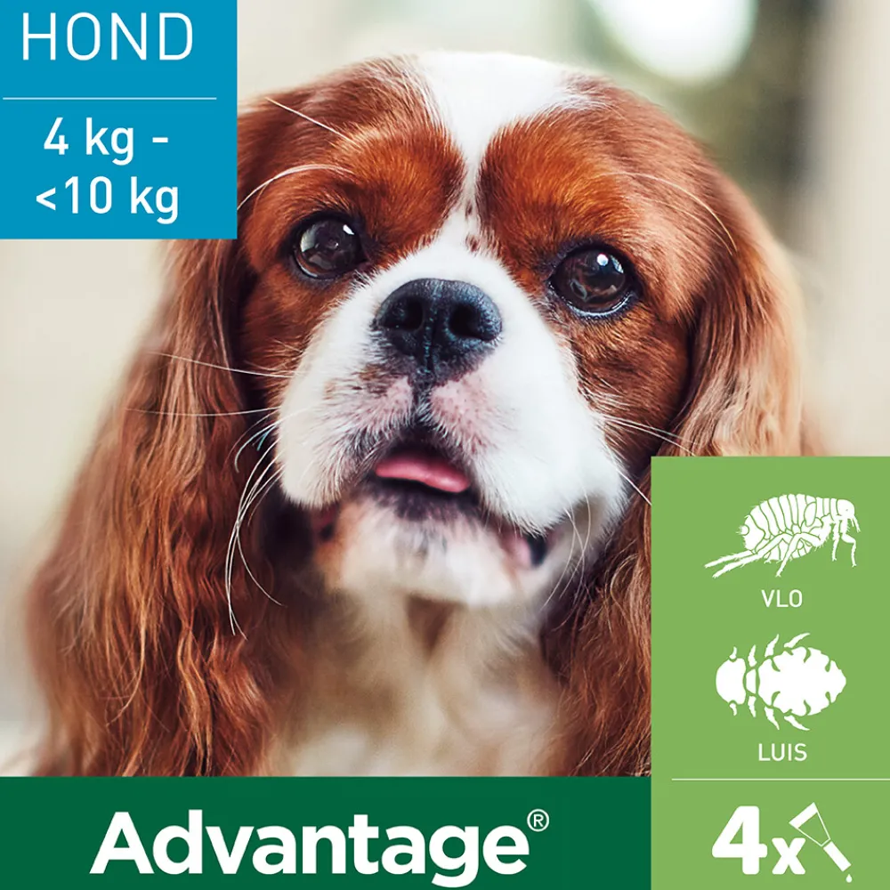 Vlo, Teek & Worm<Advantage Anti Vlooiendruppels 100 Hond 4 - 10 kg 4 pipetten