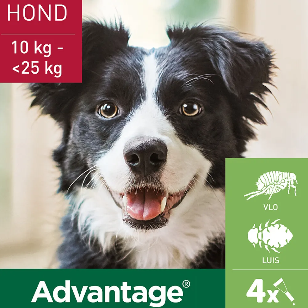 Vlo, Teek & Worm<Advantage Anti Vlooiendruppels 250 Hond 10 - 25 kg 4 pipetten