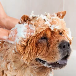 Vlo, Teek & Worm<Beaphar Anti Vlooienshampoo Hond - Kat 200 ml