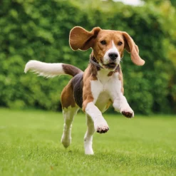 Vlo, Teek & Worm<Beaphar Canishield Anti Vlooien en Tekenband Hond S - M 48 cm