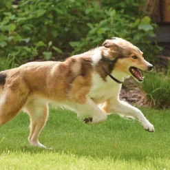 Vlo, Teek & Worm<Beaphar Canishield Anti Vlooien en Tekenband Hond L 65 cm