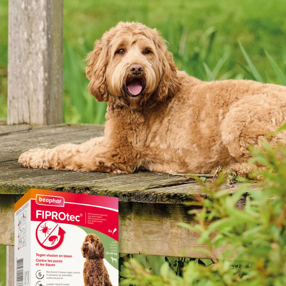 Fiprotec Anti Teken- en Vlooiendruppels Hond 20 - 40 kg 4 stuks^Beaphar Outlet