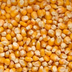 Cribbs Maïs 25 kg^Beyers Discount