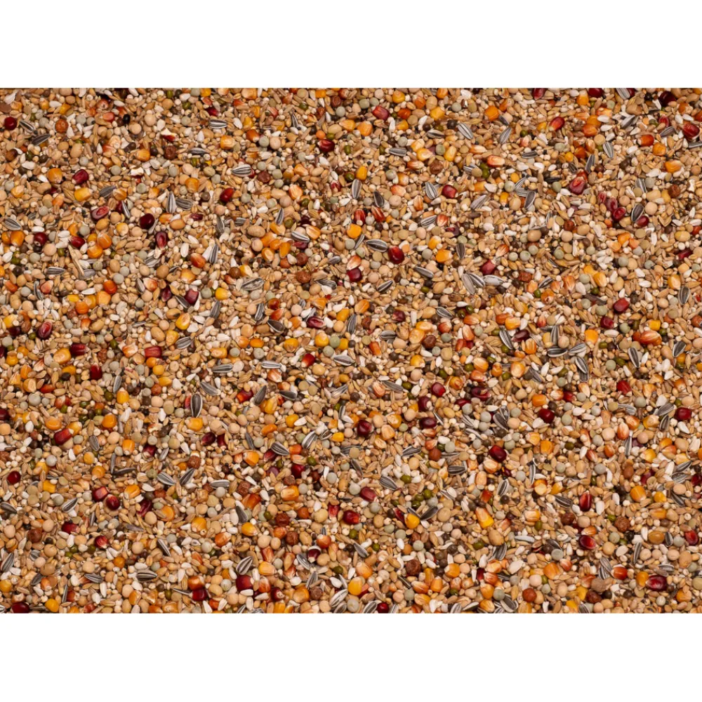 Clearance Galaxy Rui 20 kg Duif