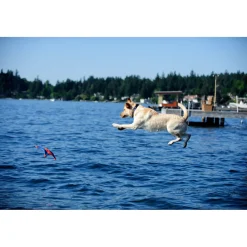 Clearance Flying Squirrel Medium 35 cm Speelgoed