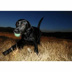 Max Glow Ball 1 - pack Medium ø 6 cm^Chuckit Discount