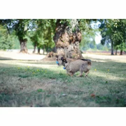 Speelgoed<Chuckit The Wistler ø 5 cm 2 stuks