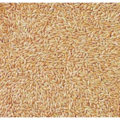 Best Witzaad - Kanariezaad 20 kg Droogvoer & Zaden