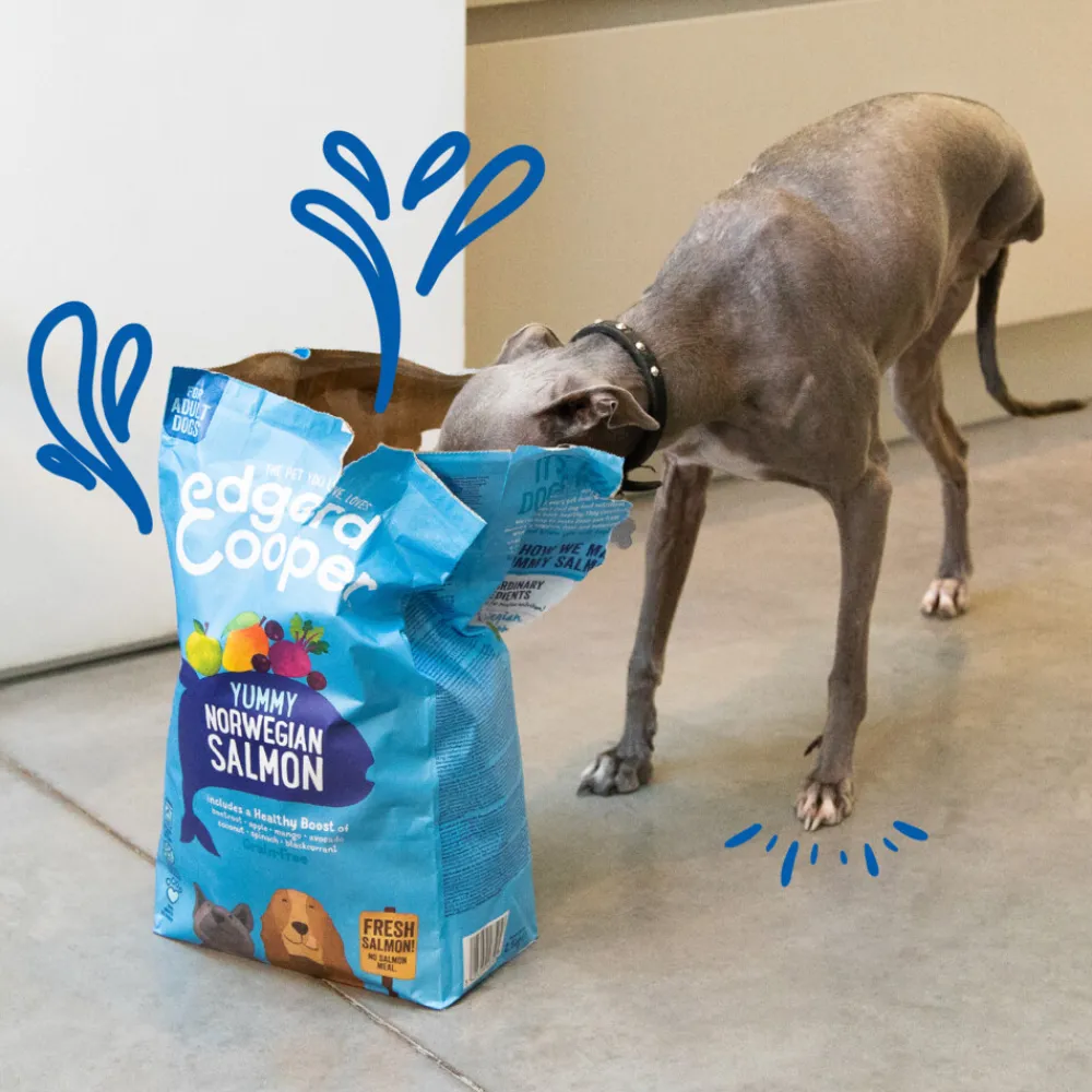 Sale Hondenvoer Noorse Zalm 2,5 kg Hondenvoer