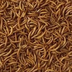 Meelwormen 1 kg^HobbyFirst Clearance
