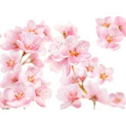 Bodymilk Sensitive Amandelbloesem 200 ml^Kneipp Hot