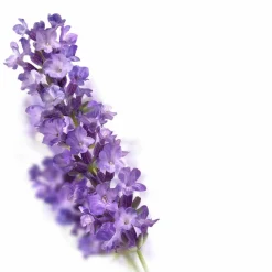 Massageolie Lavendel 100 ml^Kneipp New