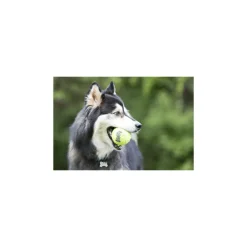 Speelgoed<Kong Squeakair Tennisbal Multipack L 2 stuks