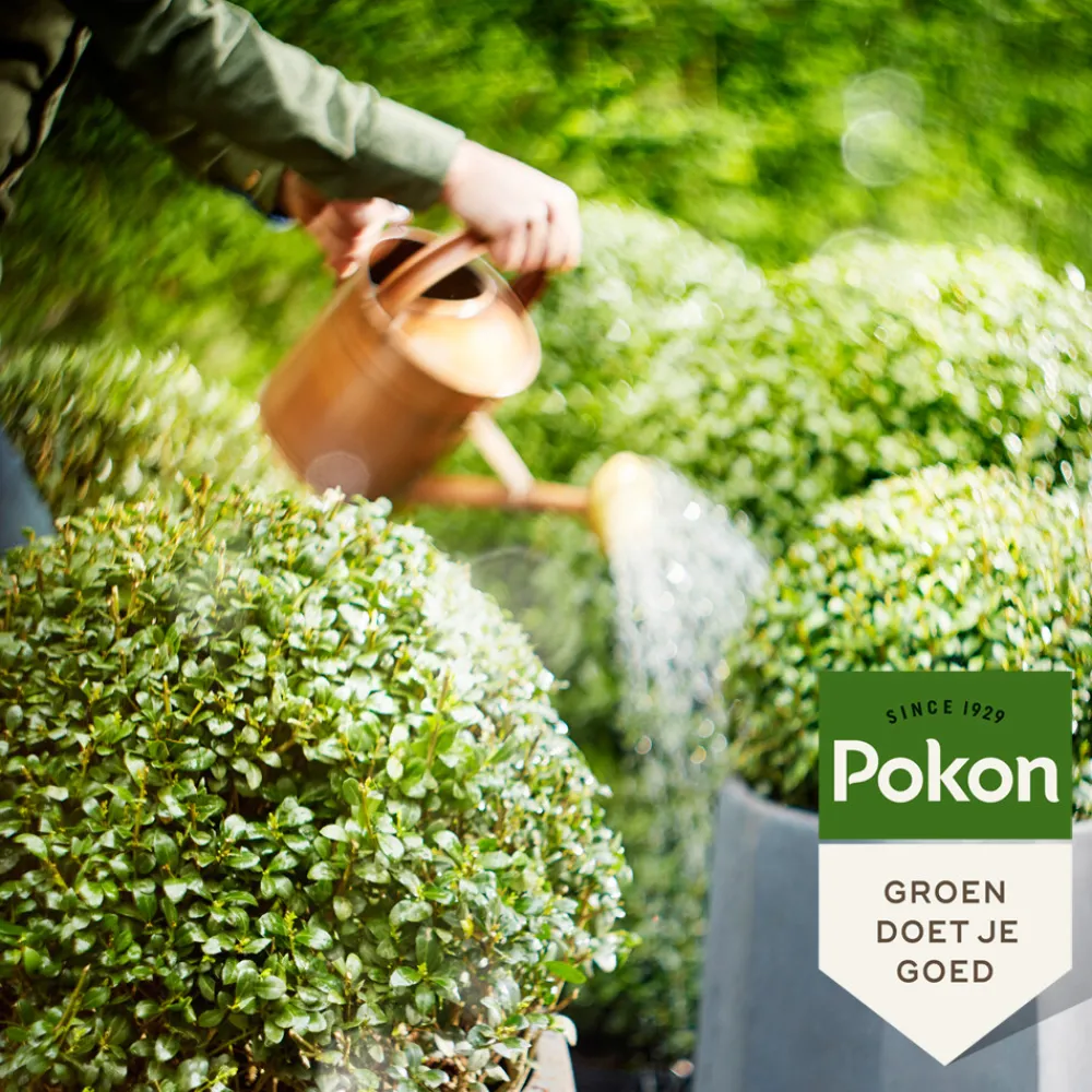 Grond En Bemesting<Pokon Bio Buxus & Ilex Voeding 500 ml