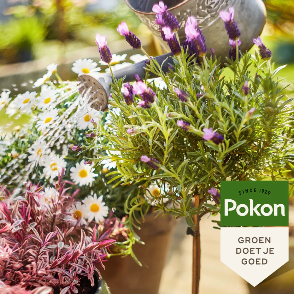 Grond En Bemesting<Pokon Bio Terras & Balkon Planten Voeding 1 liter