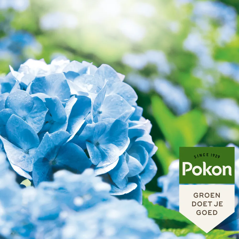 Grond En Bemesting<Pokon Hortensia Blauwmaker 500 gr
