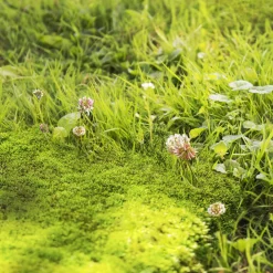 New Mos & Onkruid Weg voor 50 m² 2,75 kg Onkruidbestrijding