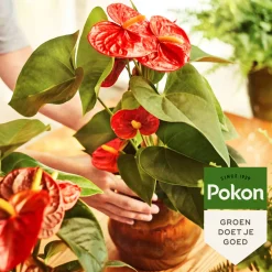 Planten Voeding Anthurium 500 ml^Pokon Clearance