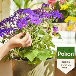 Grond En Bemesting|Alles Voor Kamerplanten<Pokon Planten Voeding Bloeiende Planten 500 ml