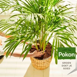 Outlet Planten Voeding Palmen 250 ml Grond En Bemesting|Alles Voor Kamerplanten