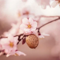 New Amandel Verzachtende Reinigingsmelk 75 ml Reiniging