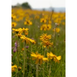 Arnica Sport Massageolie 200 ml^WELEDA Outlet