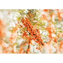 Duindoorn Vitaliserende Body Olie 100 ml^WELEDA