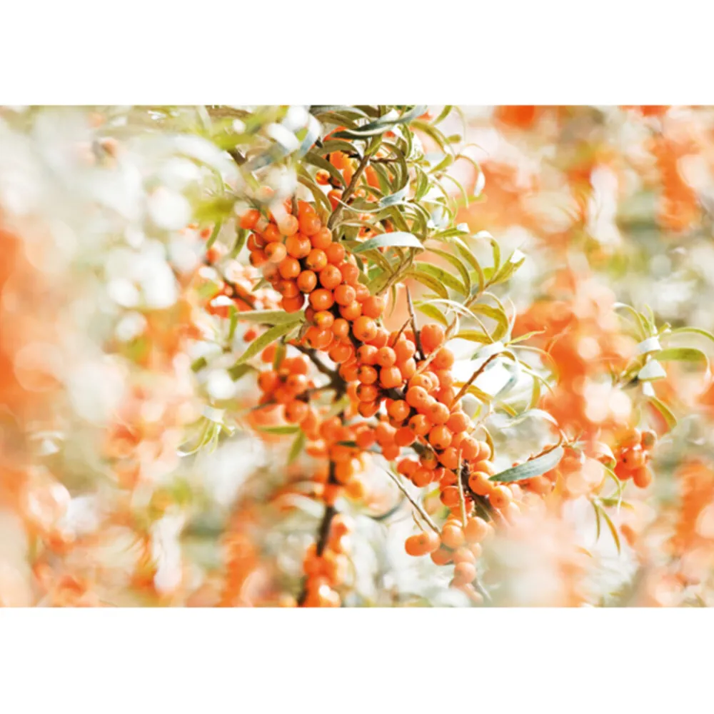 Duindoorn Vitaliserende Body Olie 100 ml^WELEDA