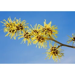 Discount Hamamelis Diepe Reinigingsgel met Aloë Vera 150 ml Reiniging