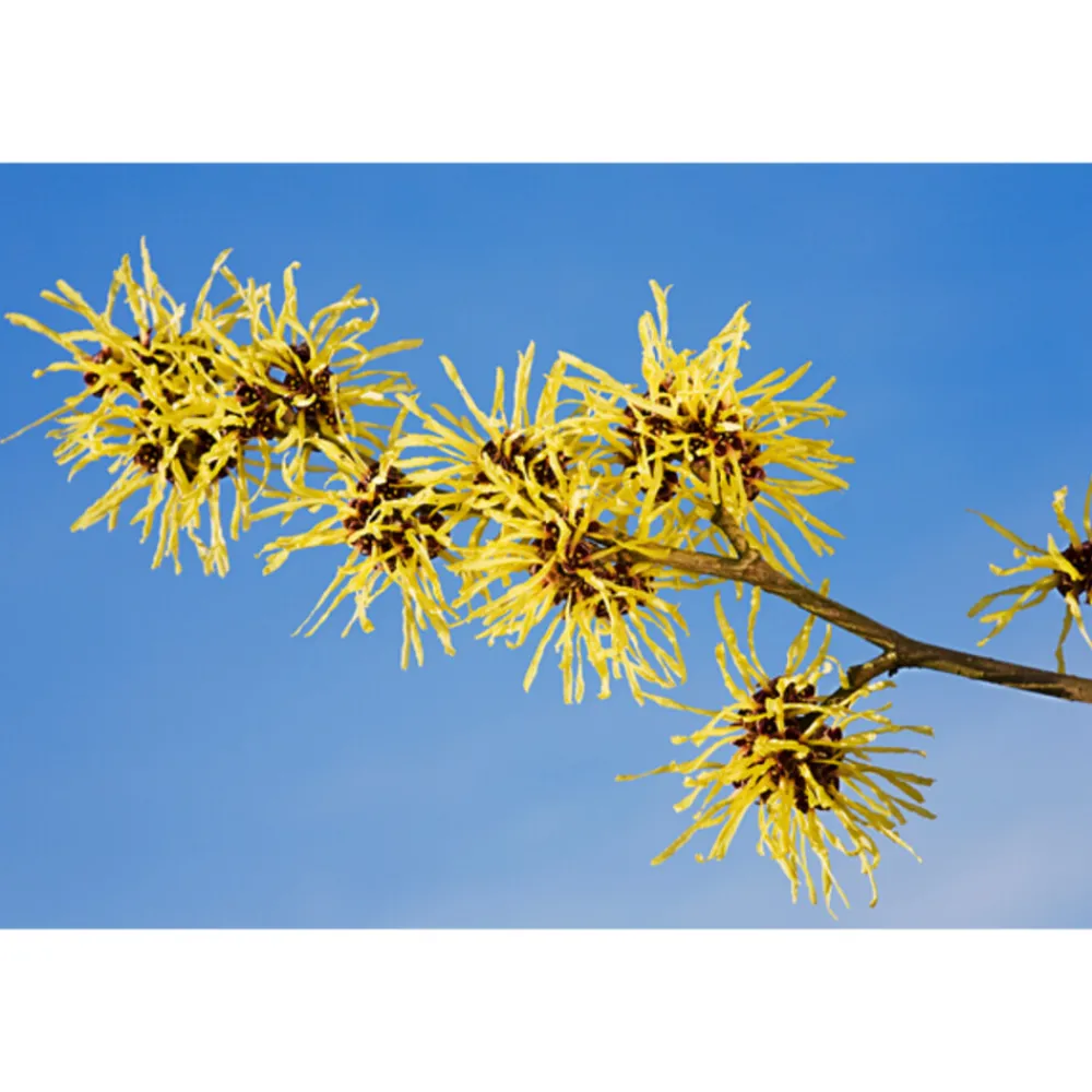 Discount Hamamelis Diepe Reinigingsgel met Aloë Vera 150 ml Reiniging