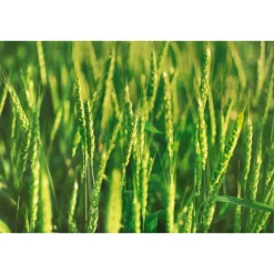 Discount Haver Regenererende Conditioner 200 ml Conditioner