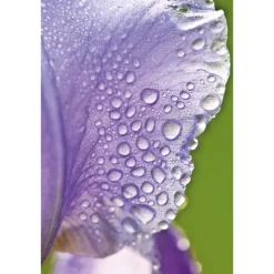 Hydraterende Dagcreme Iris 30 ml^WELEDA Online