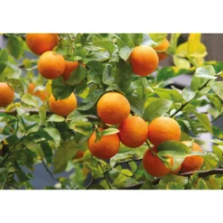 Kids 2in1 Shampoo & Body Wash Blije Sinaasappel 150 ml^WELEDA