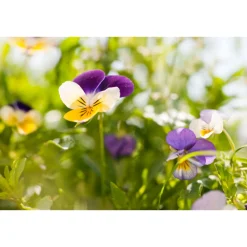 Men Scheercrème 75 ml^WELEDA Online