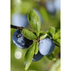 Voetverzorging<WELEDA Venadoron Vermoeide Benen Gel 200 ml