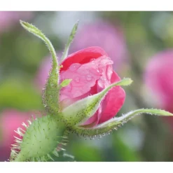 Sale Wilde Rozen & Witte Thee Vitaliserende Dagcrème 40 ml Dag- & Nachtcrème