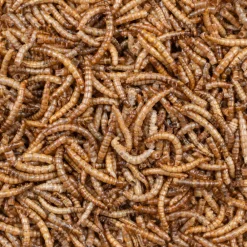 Online 2x Greenline Meelwormen 700 gr Vogels En Tuindieren