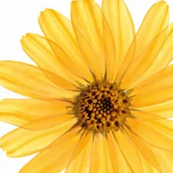 Bad & Douche<Kneipp 12x Badbruistablet Arnica Active 80 gr