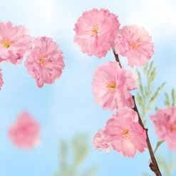 Online 6x Badkristallen Favourite Time Cherry Blossom 600 gr Bad & Douche