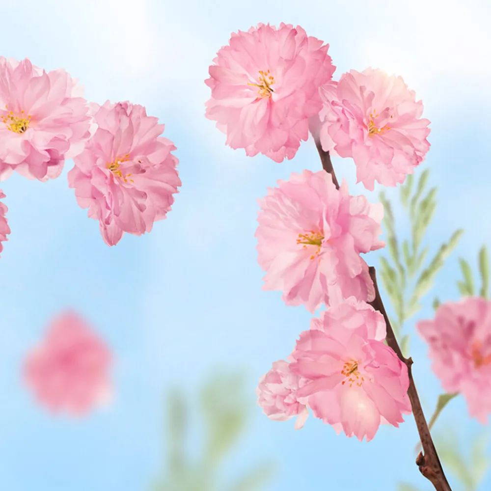 Online 6x Badkristallen Favourite Time Cherry Blossom 600 gr Bad & Douche