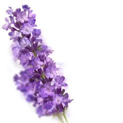 Best 6x Badolie Relaxing Lavendel 100 ml Bad & Douche