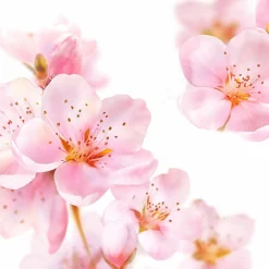 Huidverzorging<Kneipp 6x Bodylotion Amandelbloesem 200 ml