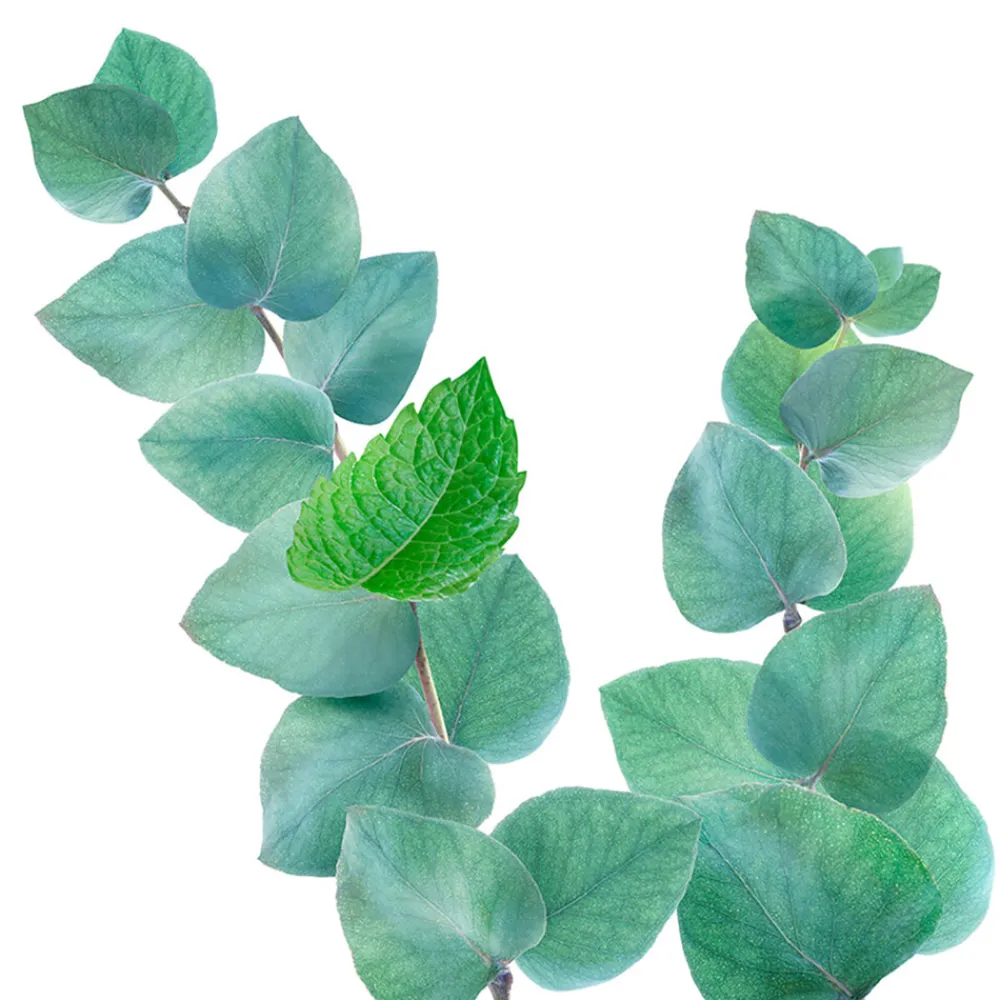 Outlet 6x Douche Foam Refreshing Mint Eucalyptus 200 ml Bad & Douche