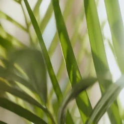 Keukenartikelen<Sence 6x Of Wellness Energise Handzeep Feel The Happiness 300 ml