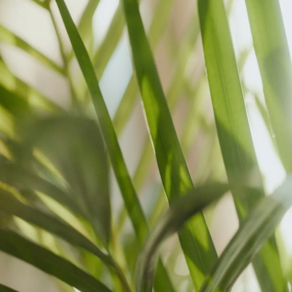 Keukenartikelen<Sence 6x Of Wellness Energise Handzeep Feel The Happiness 300 ml