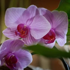 New 6x Of Wellness Release Gezichtsmasker Time To De-Stress 23 ml Masker