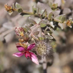 Spoelen & Poetsen<WELEDA 4x Tandpasta Ratanhia 75 ml