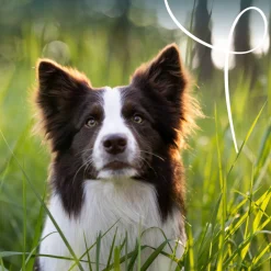 Hondenvoer<Yarrah 12x Bio Hondenvoer Paté Rund & Kip 150 gr