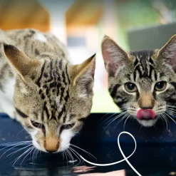 14x Bio Kattenvoer Rund 85 gr Kattenvoer