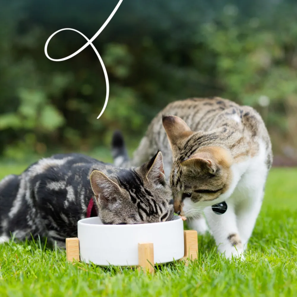 Bio Kattenvoer Paté Zalm 100 gr^Yarrah Outlet